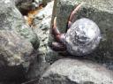 krabbe mit dach