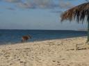 arme kuh am strand
